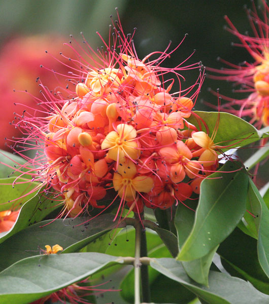 Ashoka Tree