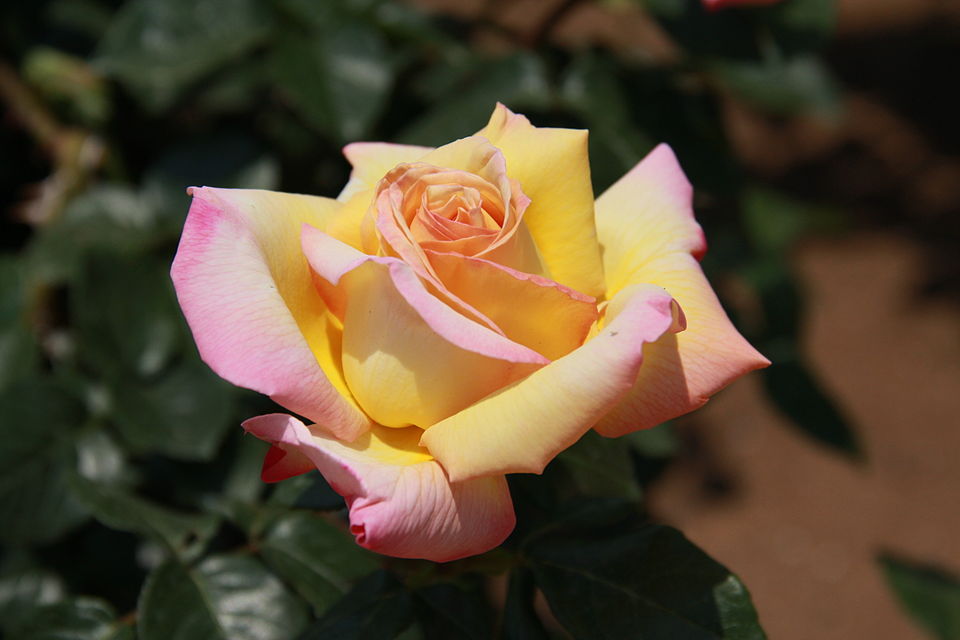 Rose (Desi)