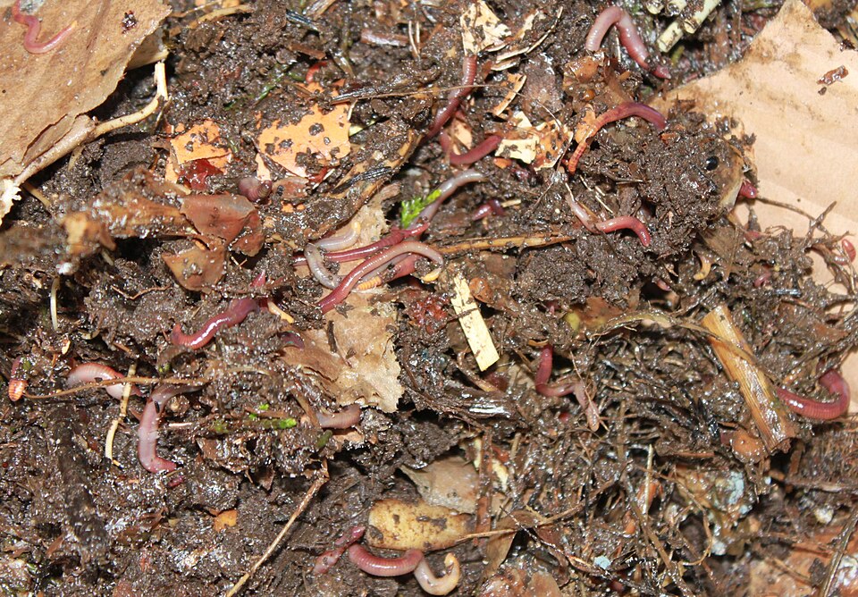 Organic Vermicompost