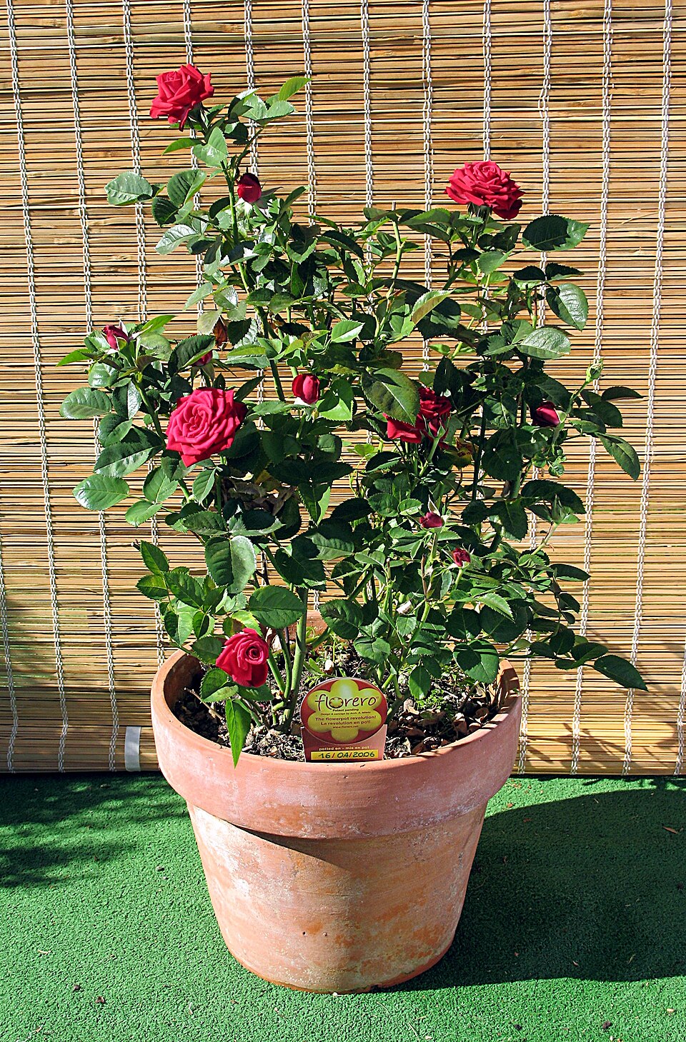 Ceramic Decorative Pots